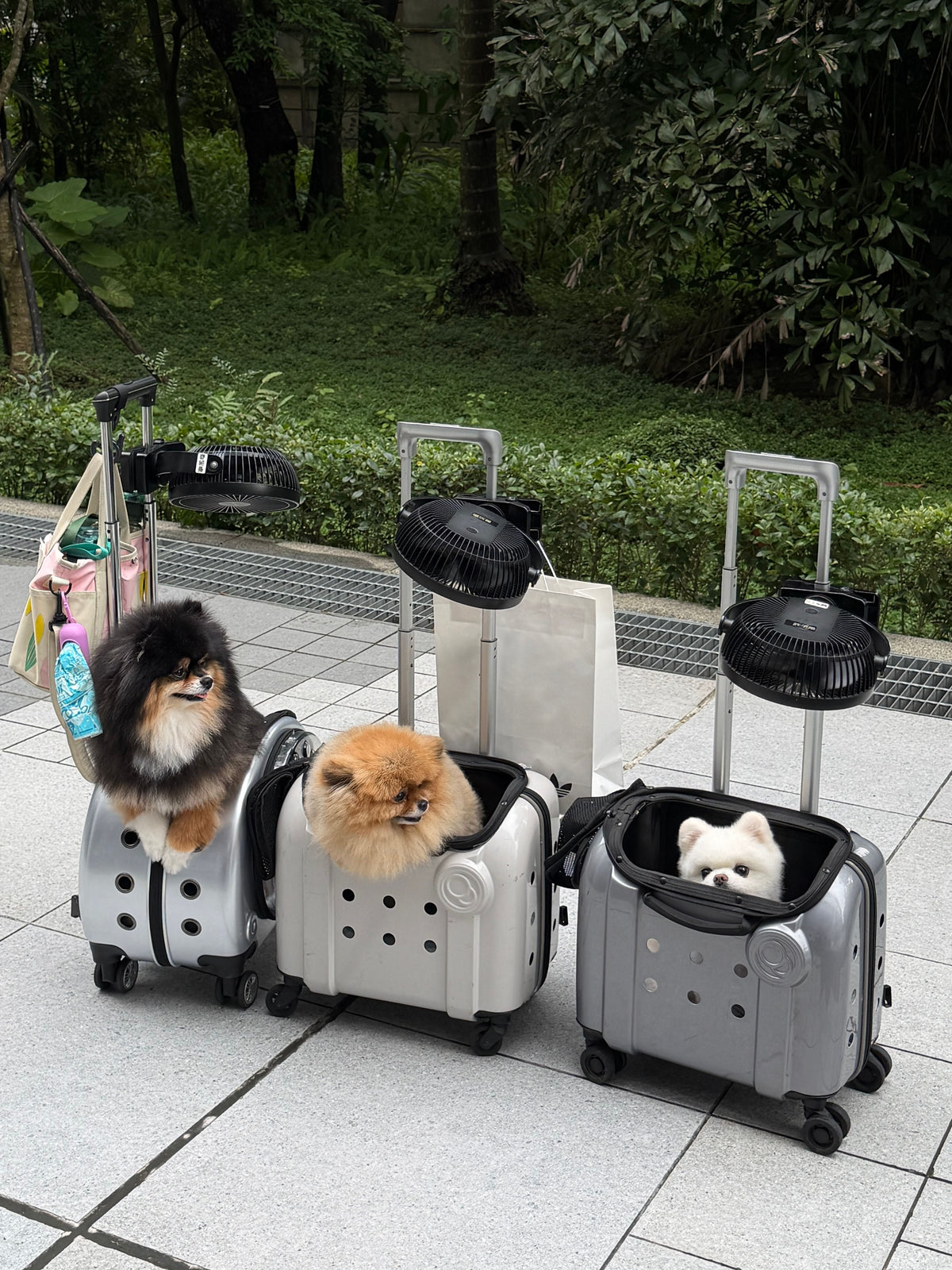 Pet Accessories
